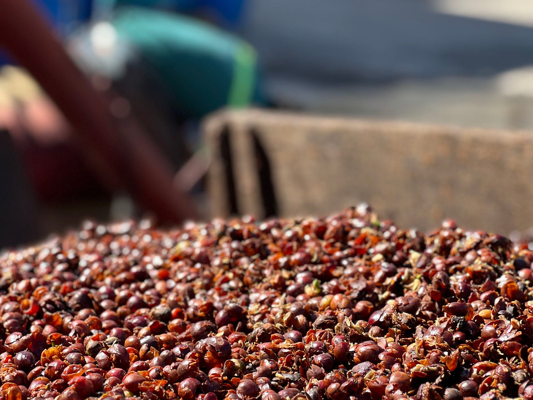 yellow-specialty-phoenix