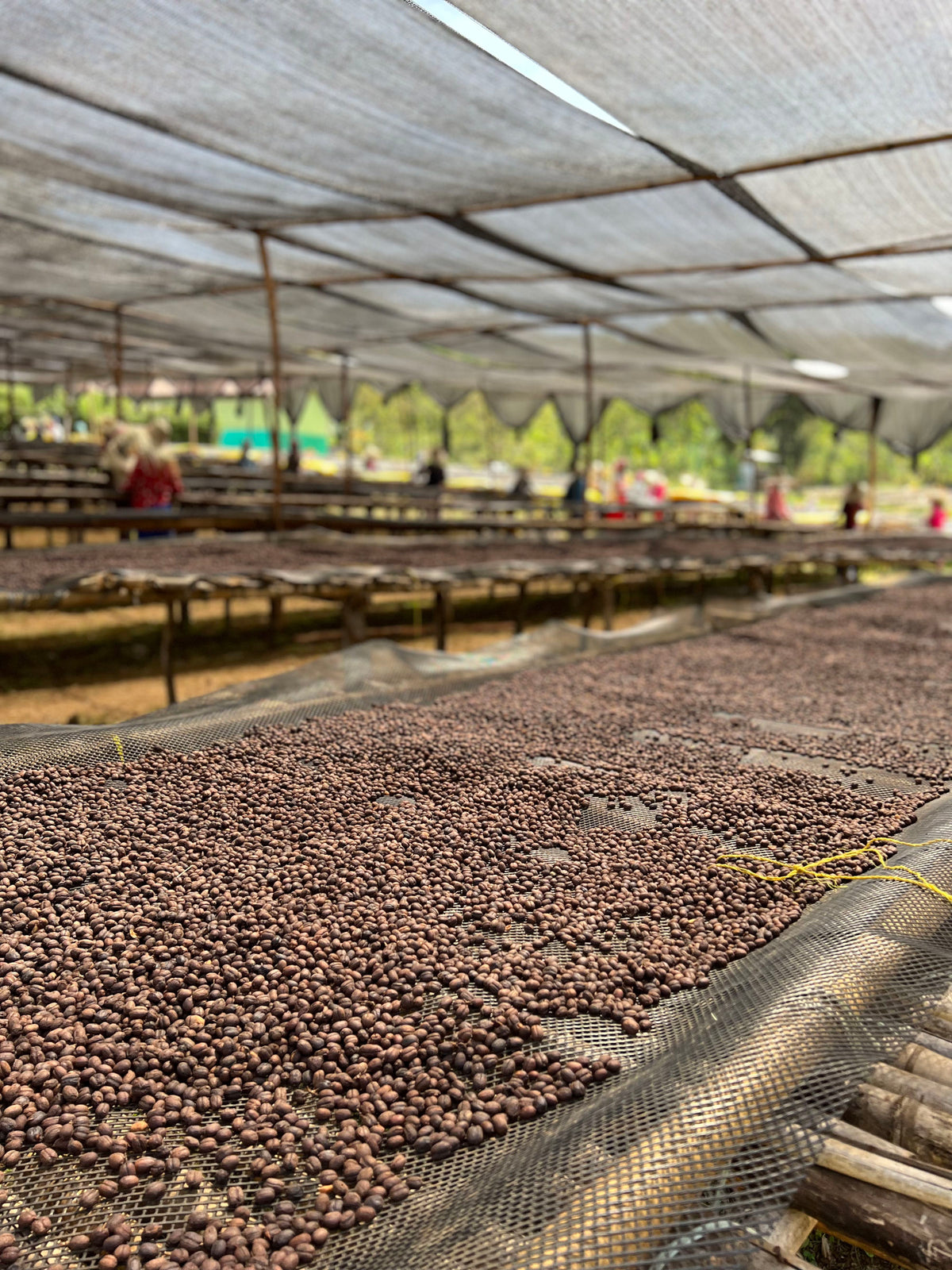 specialty-coffee-dresden-deutschland-phoenix-coffee-roasters