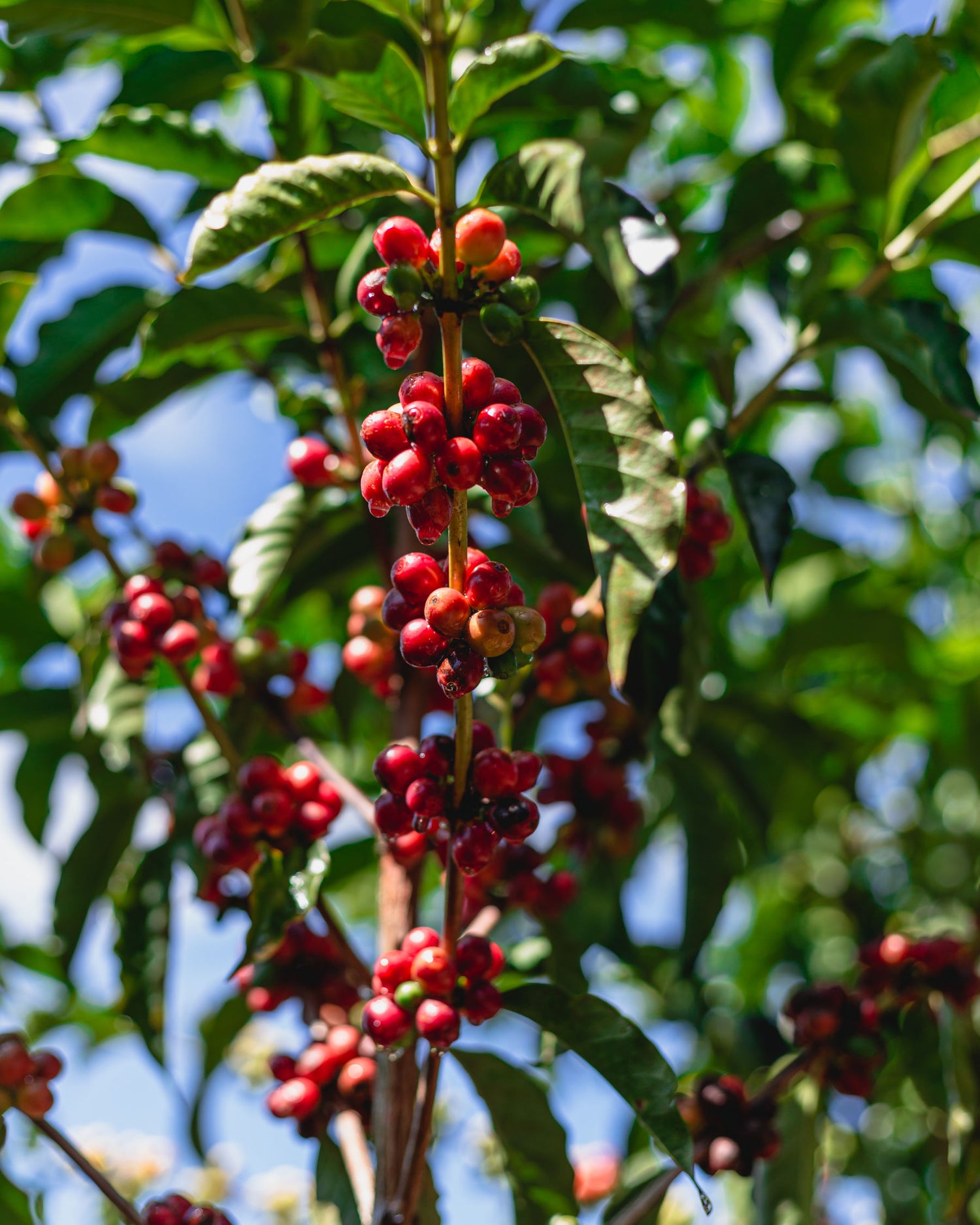 espresso-black-phoenix-arabica-robusta-blend