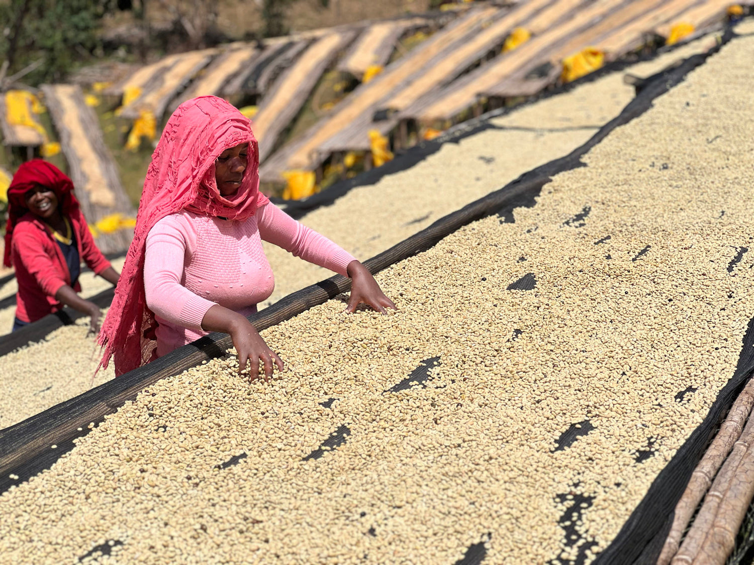 ethiopia-specialty-coffee