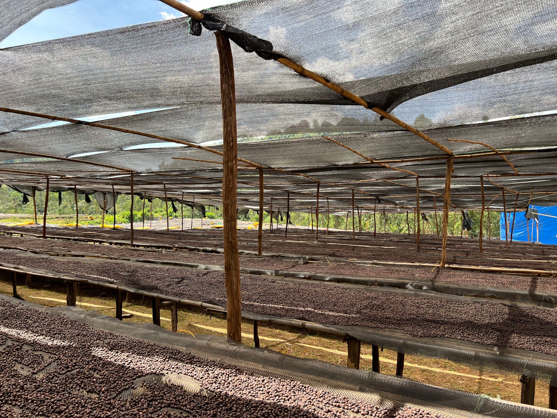 aetiopine-drying-coffeebeans