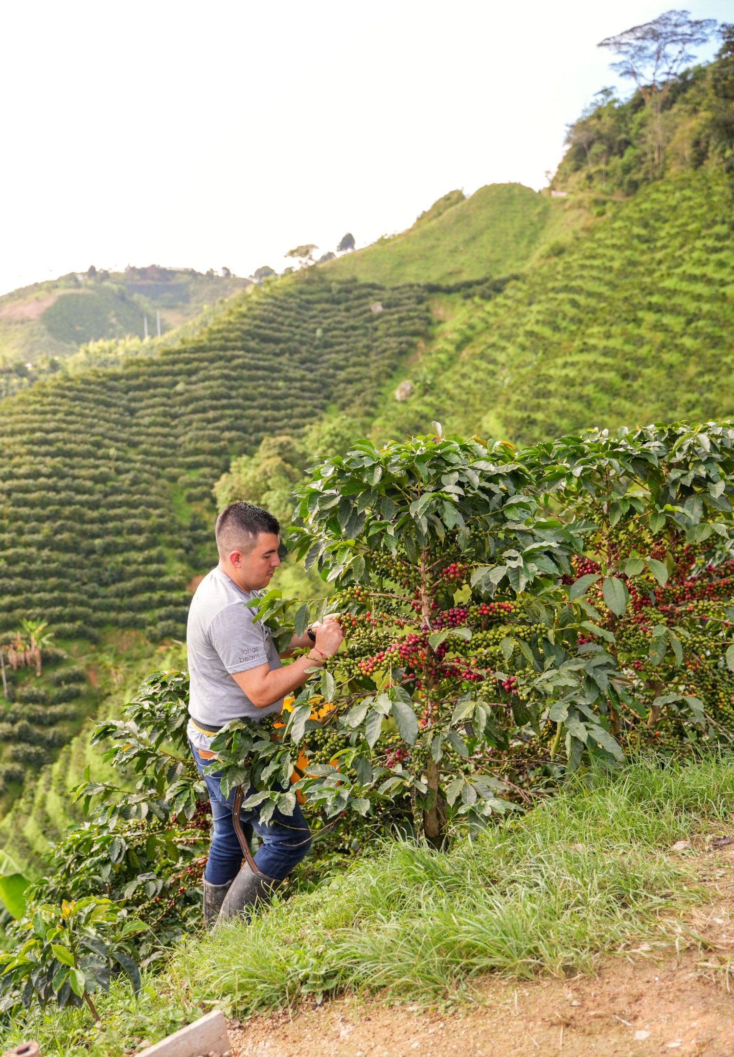 finca-las-flores-specialty-decafe